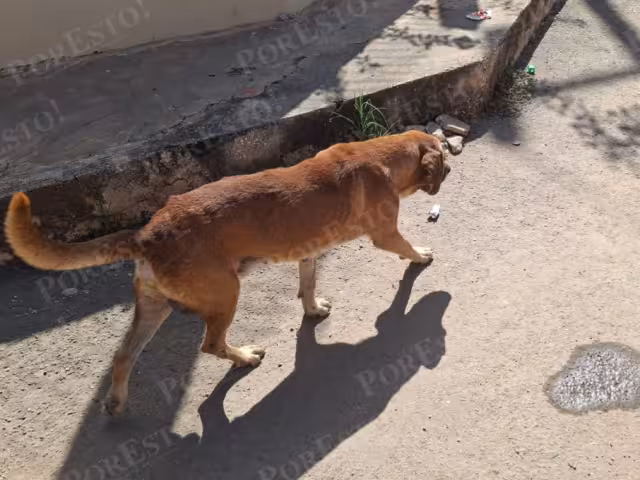 Ganaderos alertan sobre expansión del gusano barrenador en animales domésticos