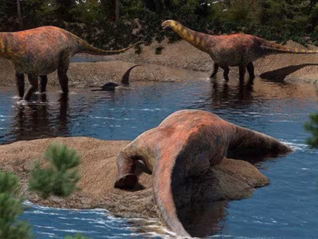 El fósil fue descubierto tras cinco campañas paleontológicas y más de 30 días de excavaciones