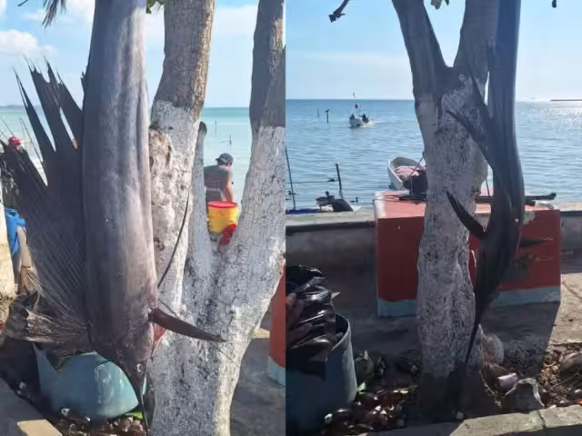 Un grupo de pescadores de Seybaplaya capturó un pez marlín en aguas del Golfo de México