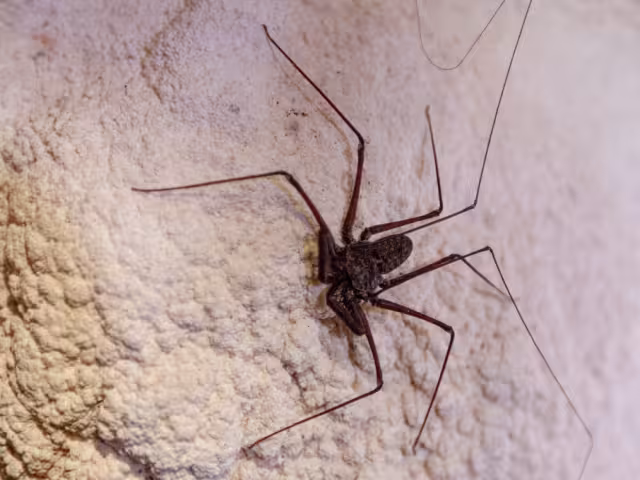 La araña látigo, el insecto inofensivo que habita en Campeche y debes proteger