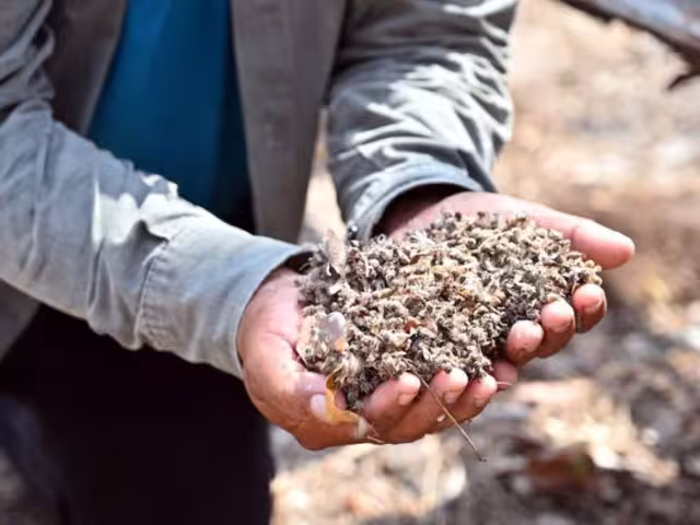 Deforestación y sequía agravan crisis en producción de miel en Campeche