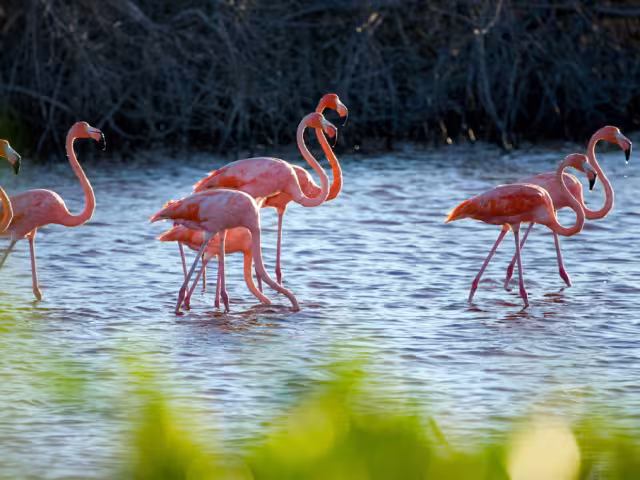 Recientemente se han reportado avistamientos de flamencos en las costas de Champotón