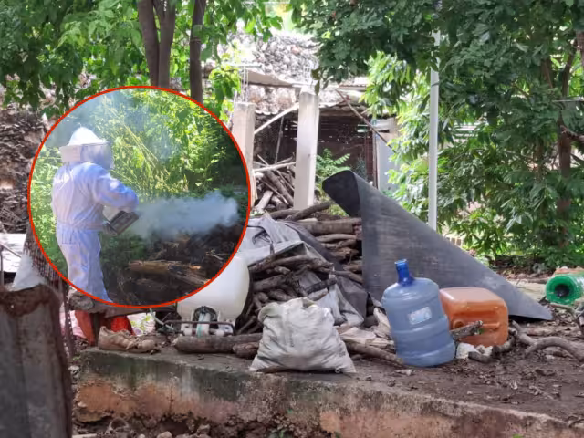 En Tenabo, Campeche, una mujer identificada como Guadalupe Pech Chi fue atacada por abejas africanas en el patio de su casa, cerca del Cementerio General.