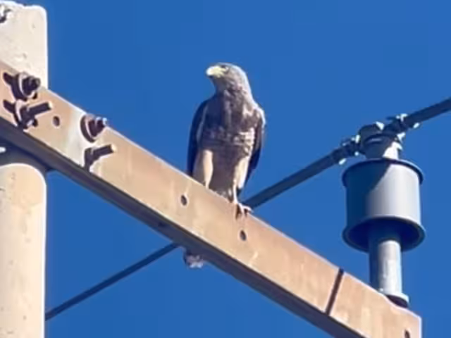 Esta vez es una alada del ser humano, ya que puede controlar la población de fauna considerada nociva