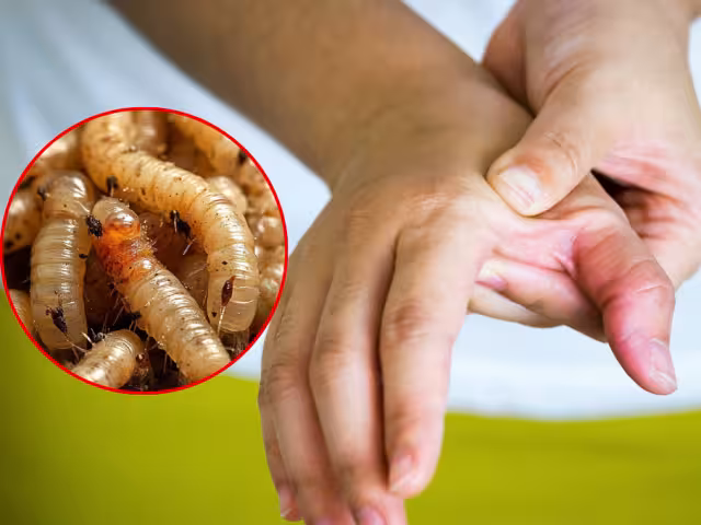 El gusano barrenador del ganado amenaza tanto la sanidad animal como la humana en Campeche.