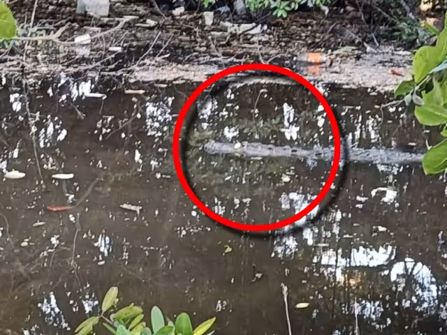 De acuerdo con testigos, los avistamientos se dan principalmente durante las tardes en la calle 41 por 68