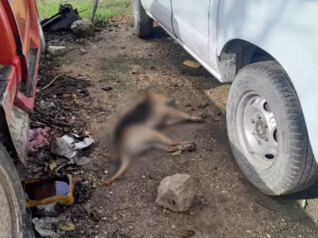 Envenenan a lomitos en la colonia Ignacio Zaragoza.