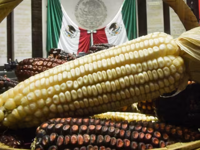 De aprobarse, esta medida blindaría el maíz nativo de la intervención de transgénicos