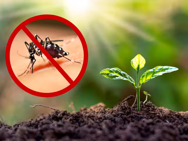 La temporada de lluvias en Campeche aumenta la proliferación de mosquitos