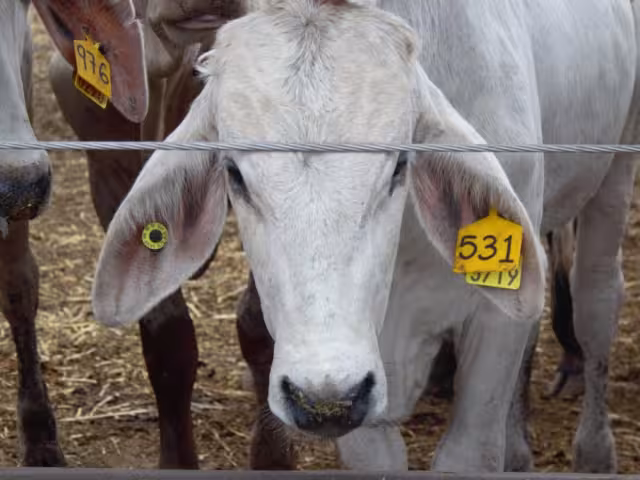 Los becerros y vaquillas exportados provienen de dos unidades de producción de Sonora