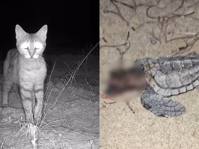 El desarrollo urbano en la costa aumenta la presencia de gatos y perros en las zonas de anidación