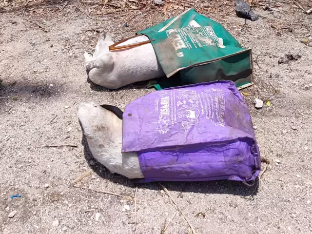Cuerpos de perros han sido arrojados dentro de bolsas a un terreno baldío
