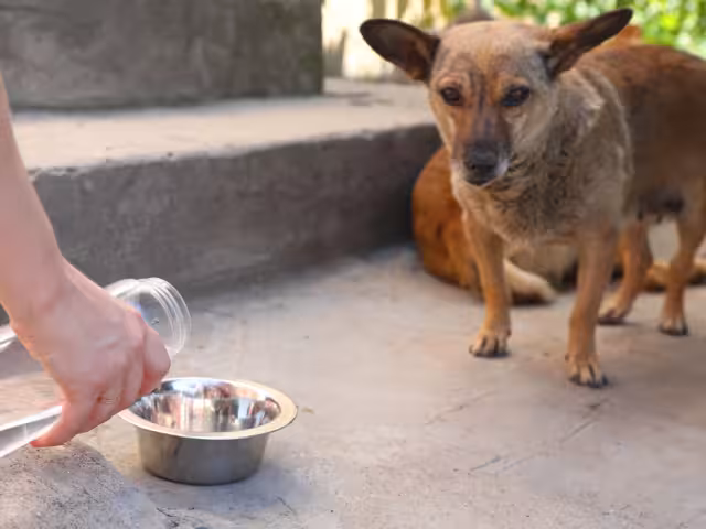 Las altas temperaturas en Campeche afectan tanto a humanos como a animales.