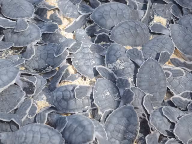 ¿Qué medidas tomaron las autoridades para proteger a las tortugas en Playa del Carmen?