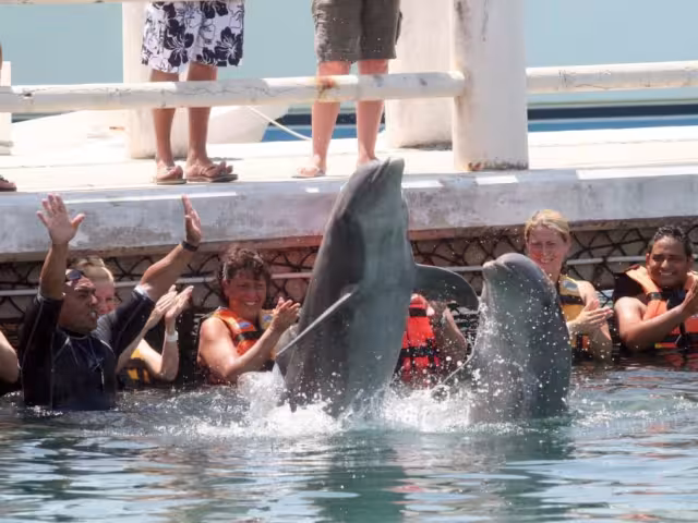 Con esta reforma, el Senado busca avanzar hacia un marco legal que garantice la protección de los mamíferos marinos en México