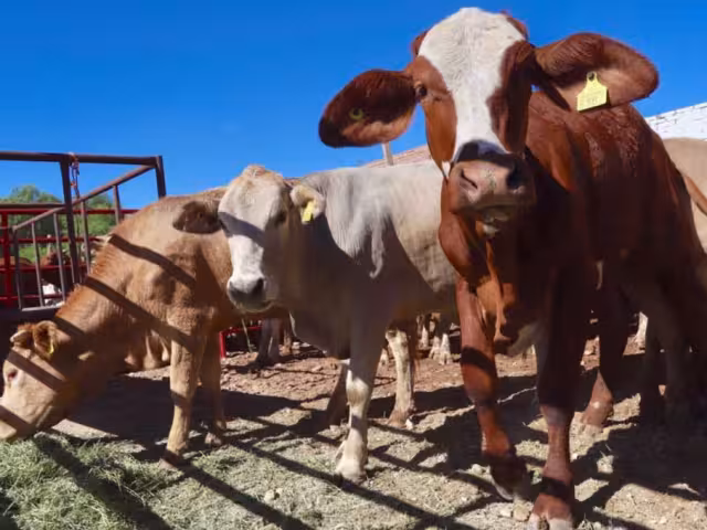 Ganaderos enfrentan pérdidas millonarias tras la suspensión de exportaciones de ganado a Estados Unidos