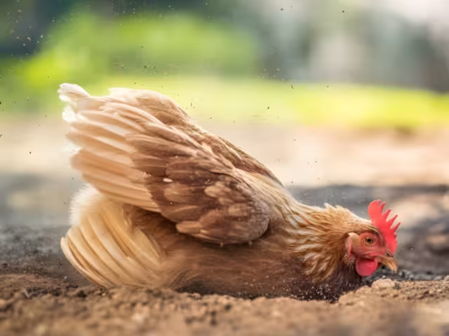 En Lerma, Campeche, el Centro Agroecológico impulsa una práctica ancestral: los baños de ceniza en gallinas.