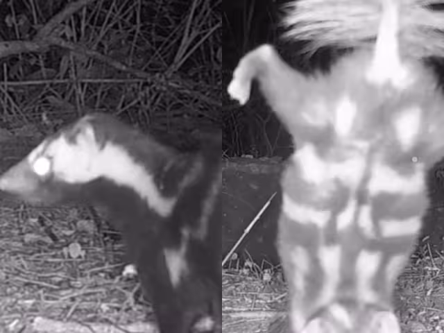 La especie adopta el comportamiento como una advertencia antes de rociar su oloroso líquido