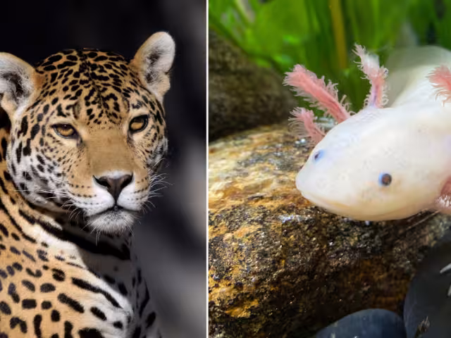 El Día Mundial de los Animales se celebra cada año el 4 de octubre, establecido en 1929