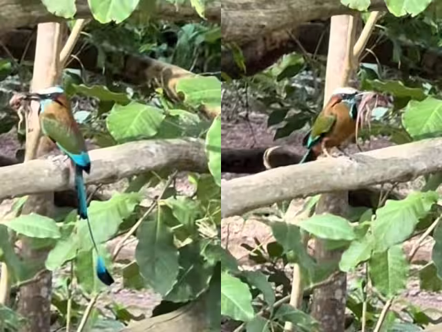 En la Península de Yucatán existen dos especies de pájaros Toh
