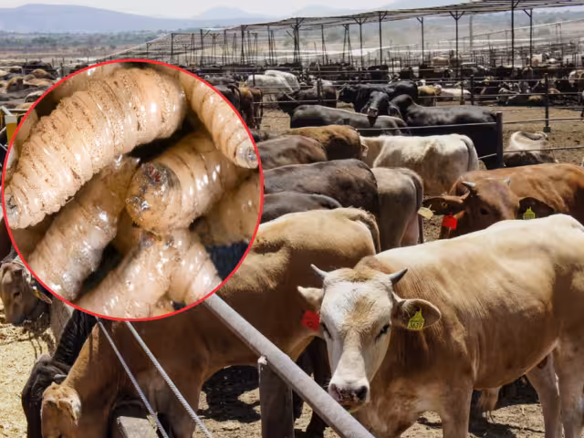 Julio Berdegué garantiza control del gusano barrenador 