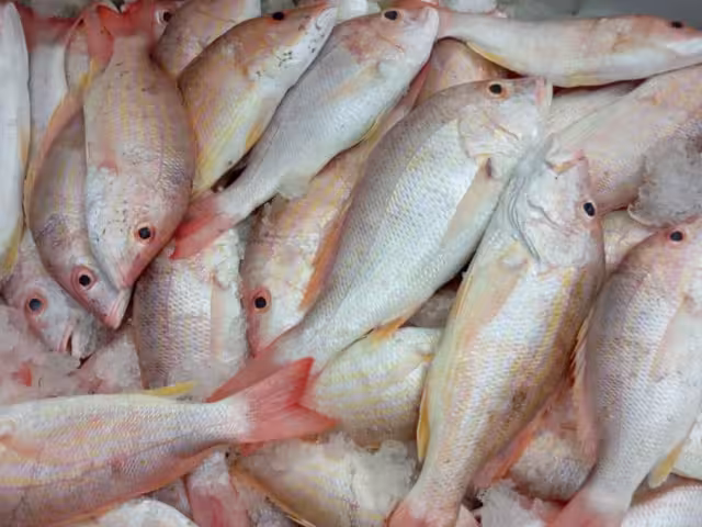 Productos de la canasta bàsica suben de precio en Bacalar