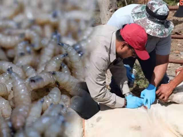 Cierre fronterizo con EE.UU. golpea ganaderos en Campeche: más de 120 casos confirmados