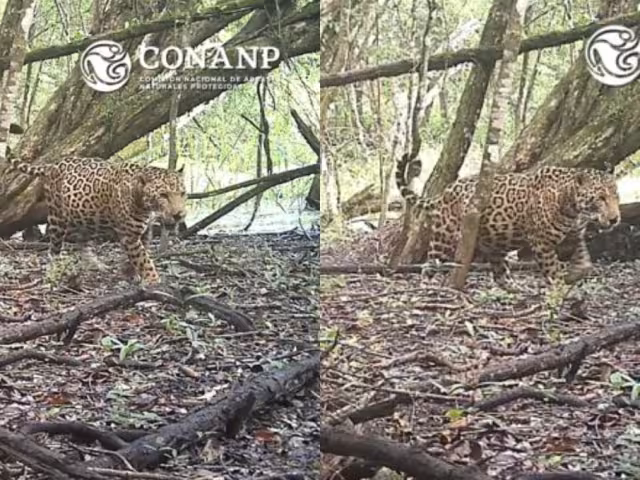 La gestación de las jaguares tiene una duración aproximada de 100 días