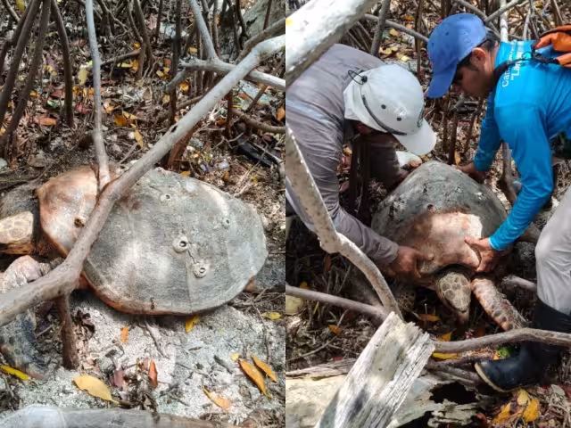 Una tortuga carey quedó atorada entre manglares al intentar anidar en una zona inadecuada.