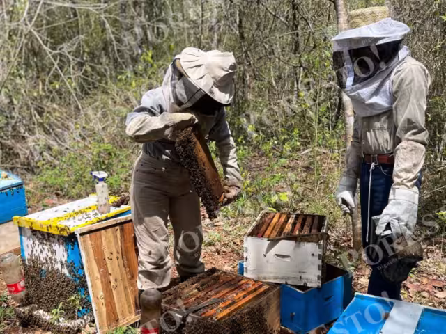 Florencio Uc Yeh, veterano apicultor de Francisco J. Mújica, comparte su experiencia en apicultura