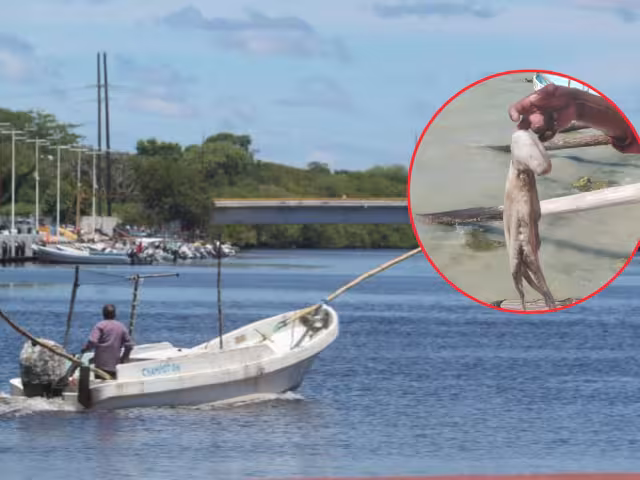 El precio del molusco se ubica en 115 pesos el kilo en playa, y hasta 125 en Punta Xén.