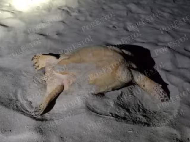 Grupo Ecológico frustra robo de tortuga carey en la madrugada