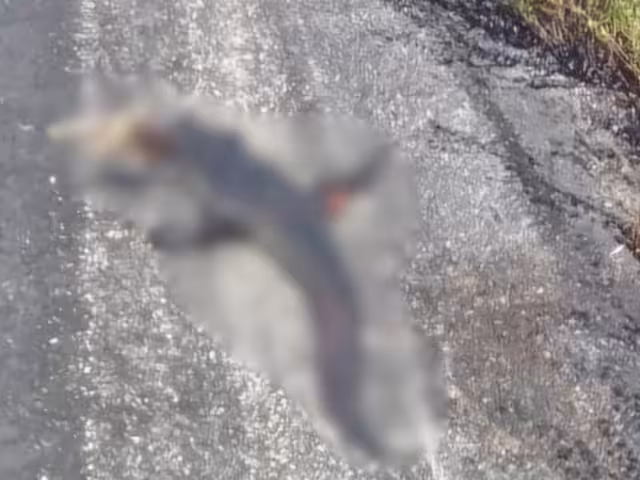 Especie protegida es arrollada en carretera Campeche–Carmen; conductores alertan sobre el incidente