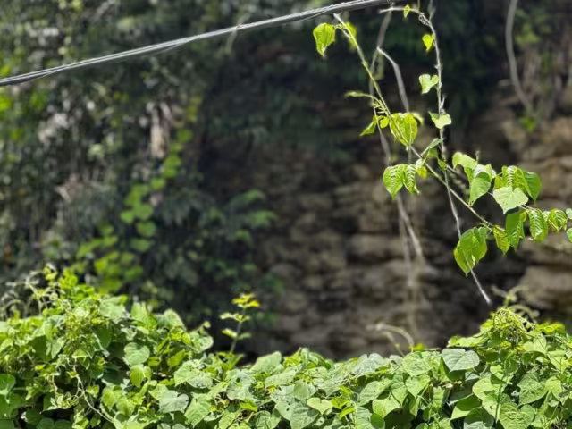 Piden dar mantenimiento a cableado eléctrico en Ribera del Río Hondo