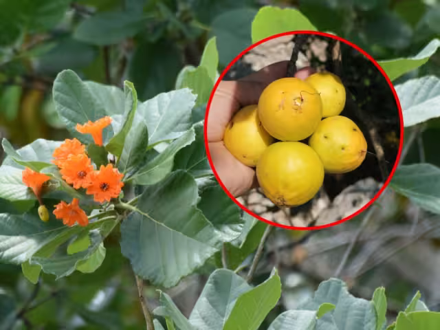 Las poblaciones silvestres del ciricote se encuentran disminuyendo