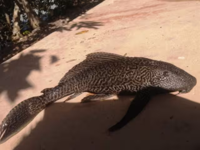 Especialistas analizan ADN del pez diablo para determinar su aprovechamiento