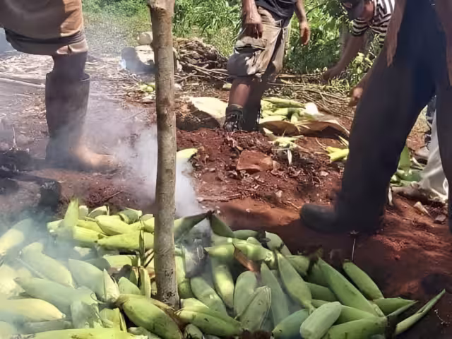 El Pibinal es un ritual maya en el que se preparan elotes enterrados como ofrenda a los dioses