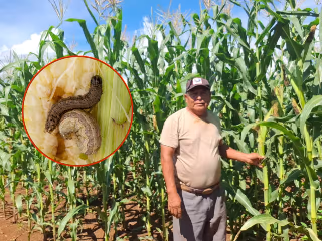 Productores de Pomuch enfrentan plaga del gusano cogollero; líder indígena logra contenerla