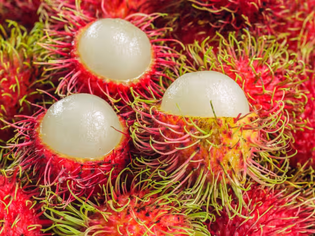 El rambután, fruta asiática de aspecto exótico, se ha vuelto común en los mercados de Campeche.