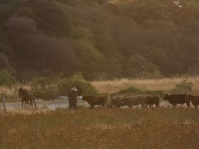 El cierre fronterizo afecta la exportación de ganado en pie, bisontes y equinos mexicanos