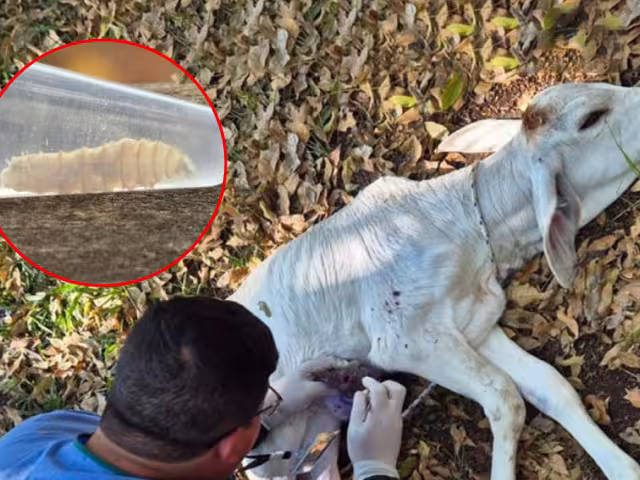 Erradicar el gusano barrenador podría tardar años, alertan ganaderos de Carmen

