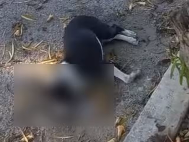 De acuerdo con reportes vecinales, de los tres canes afectados, dos perdieron la vida, mientras que otro permanece delicado