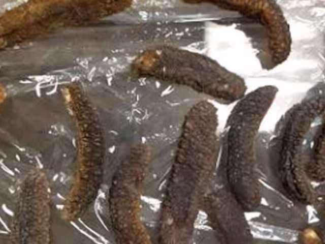 Pepino de mar asegurado por la PROFEPA en 2020