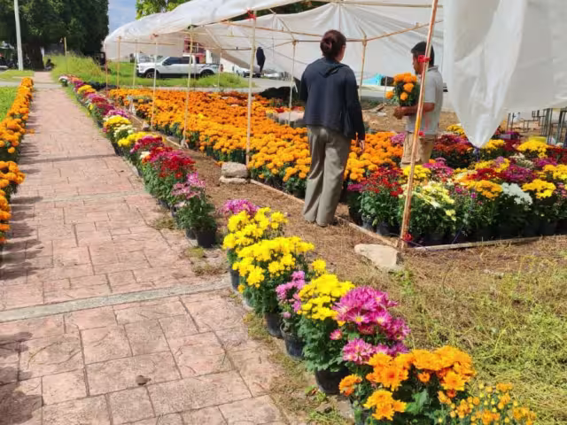 Las ventas de flor de Cempasúchil se mantienen bajas en Chetumal
