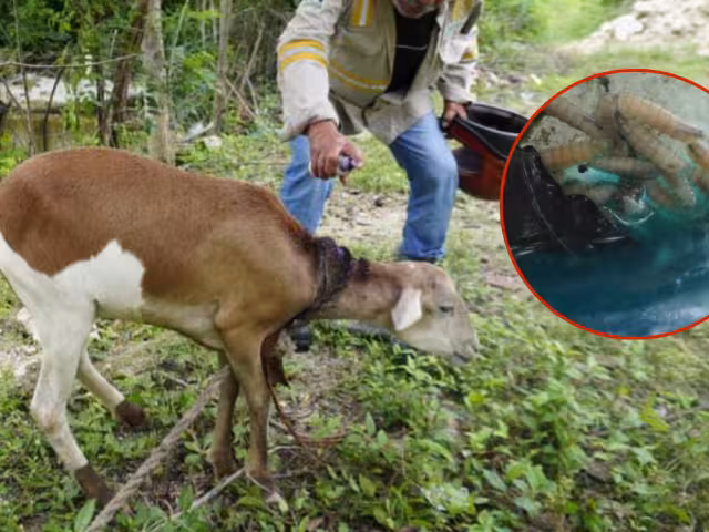 Un borrego con gusano barrenador fue detectada en Nuevo San Antonio Ebula, Campeche.