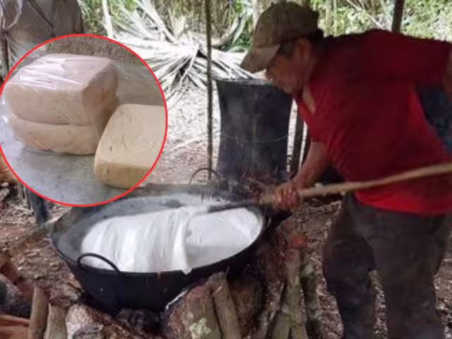 La Declaración de Protección de la Indicación Geográfica Protegida (IGP) "Chicle Maya de Quintana Roo y Campeche" fue publicada recientemente