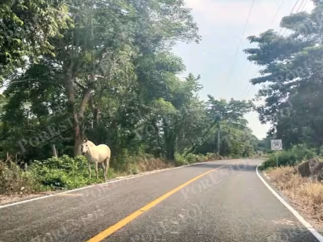 Seguridad en pausa: animales cruzan carretera y preocupan a automovilistas