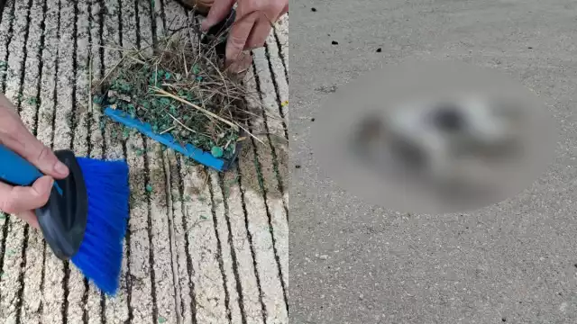 Es la segunda ocasión que se registra un envenenamiento masivo de animales en la zona durante las últimas semanas