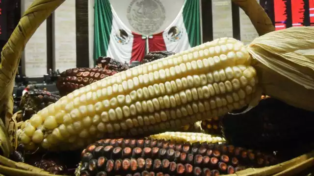 De aprobarse, esta medida blindaría el maíz nativo de la intervención de transgénicos