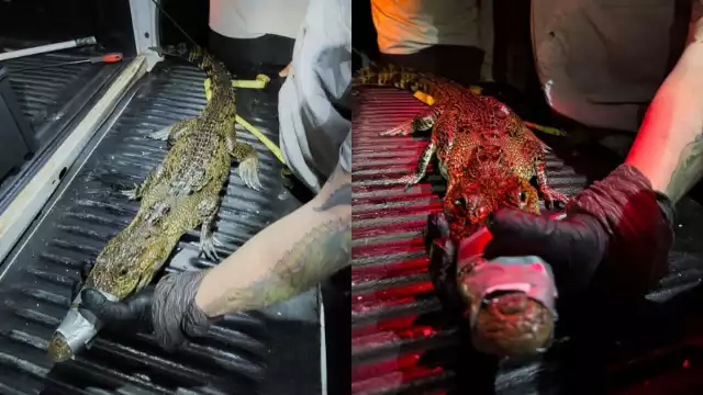 El ejemplar fue asegurado con cuerdas y técnicas especializadas